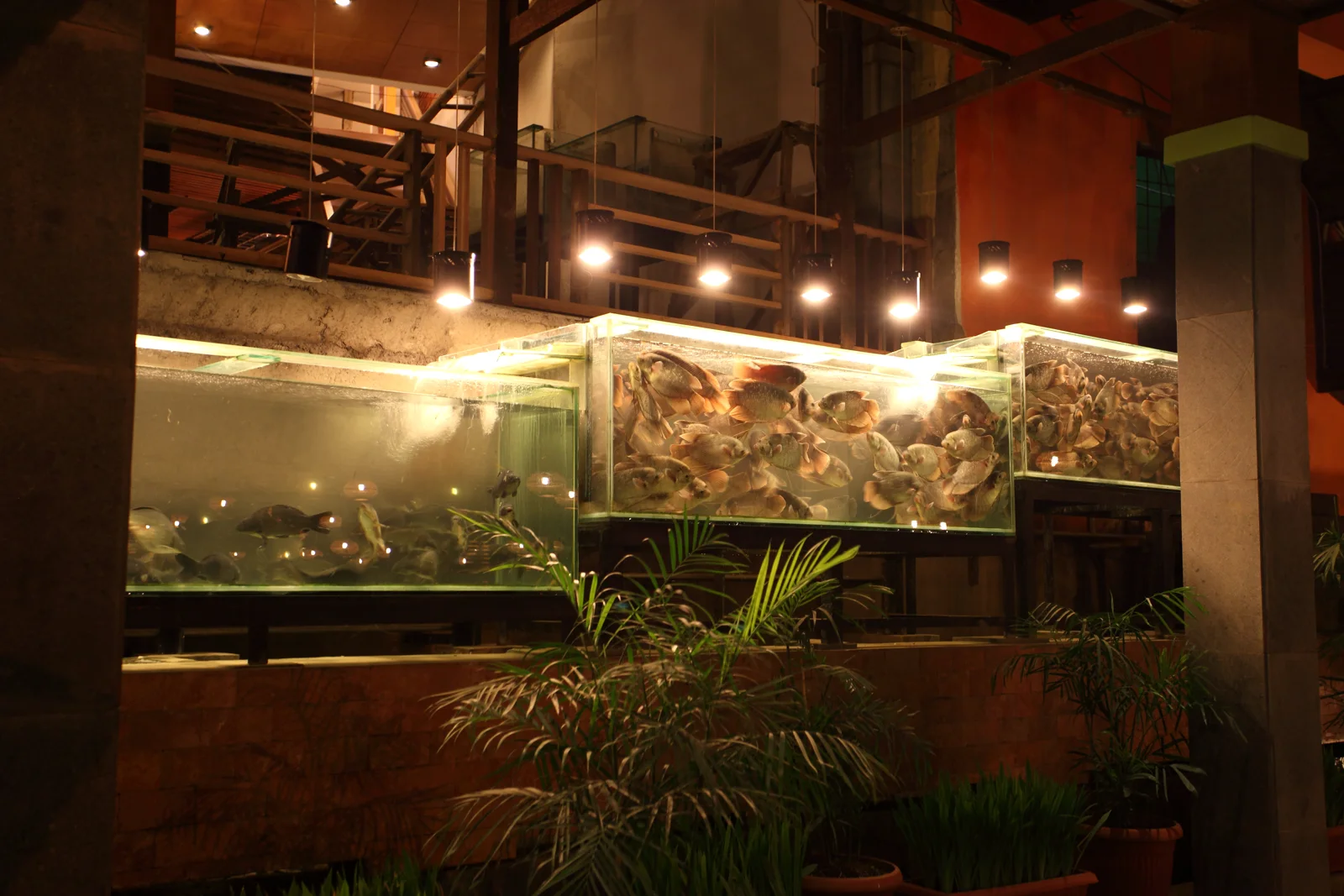 Kolam dan akuarium di area makan Saung Kuring